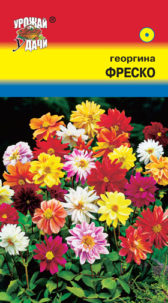 Георгина Фреско смесь УУ