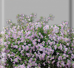 Бакопа Голубая лавина 5шт "Поиск"