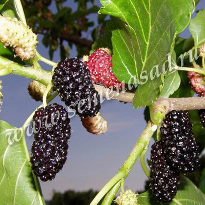 Шелковица чёрная Нигра (саженец) 1шт