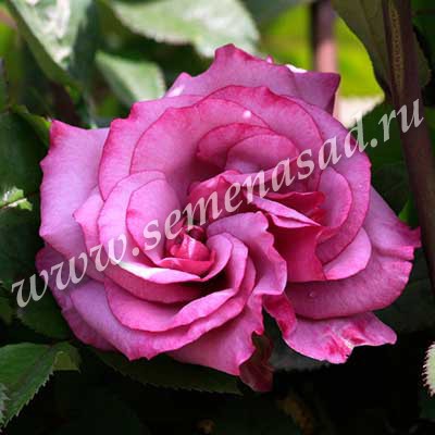 Роза чайно-гибридная Муди Блюз 1шт