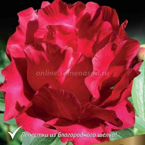 Пион ИТО-гибрид Скарлет Хевен 1шт 