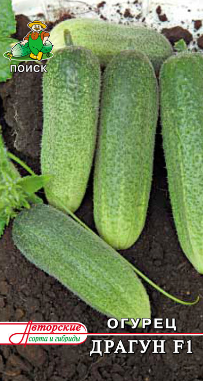 Огурец Драгун F1 12шт  "Поиск"