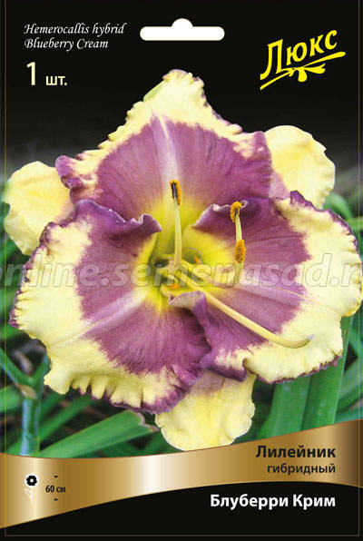 Лилейник гибридный Блуберри Крим 1шт