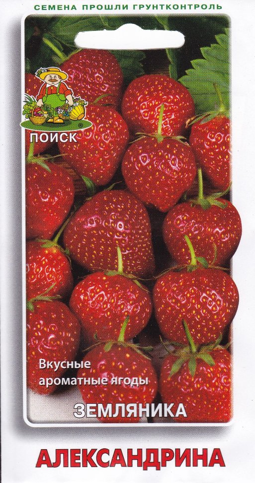 Земляника Александрина, 100шт "Поиск"