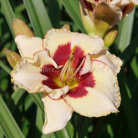 Лилейник гибридный Ниппон 1шт