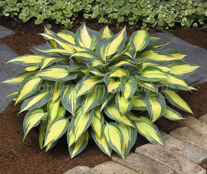 Хоста гибридная Мэджик Айленд 1шт