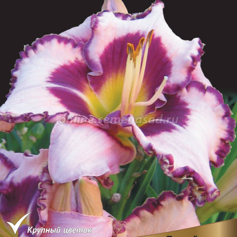 Лилейник гибридный Пепл Флейм 1шт