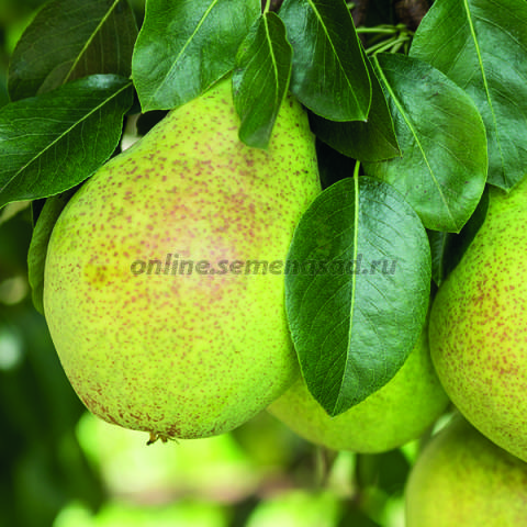 Груша Космическая 1шт