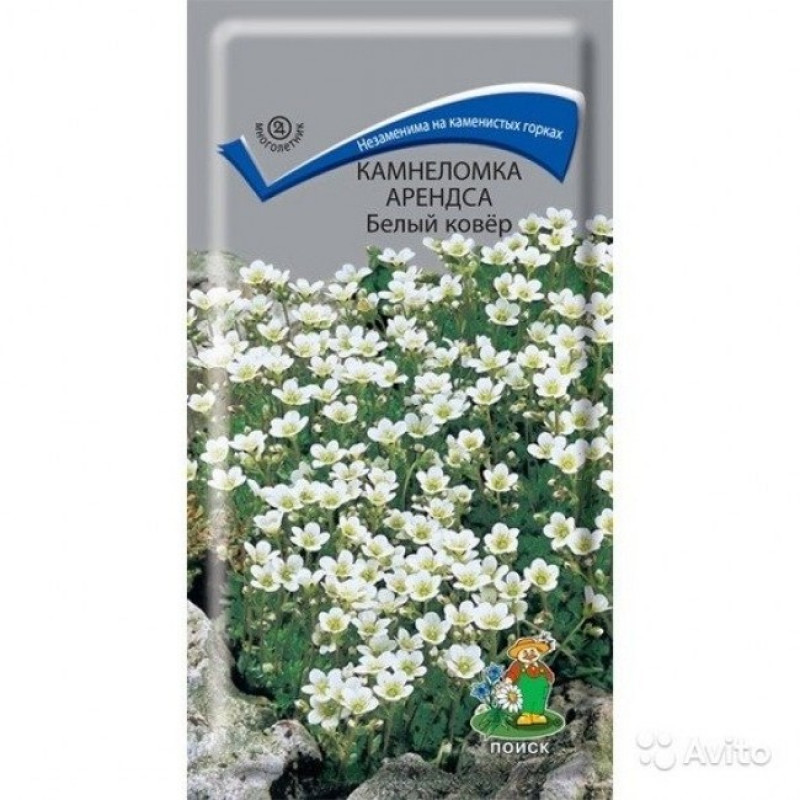 Камнеломка Арендса Белый ковёр 0,01г "Поиск"