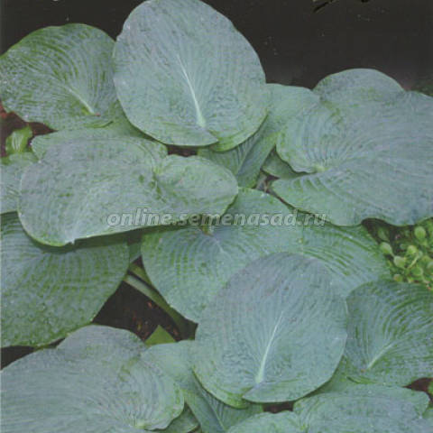 Хоста гибридная Джурассик Парк 1шт