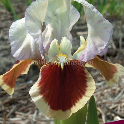 Ирис карликовый Ред Харт 1шт