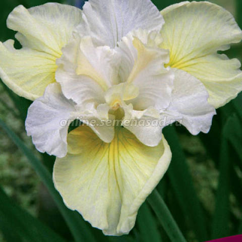 Ирис сибирский Йеллоу Тейл 1шт