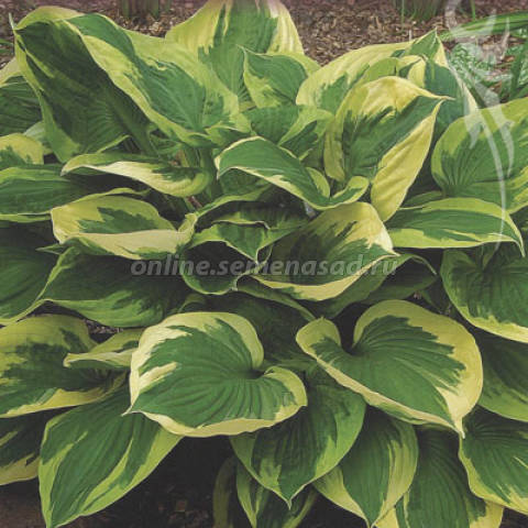 Хоста гибридная Энн 1шт