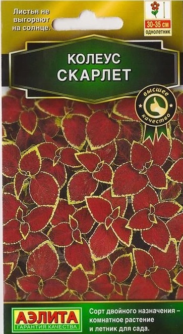 Колеус Скарлет 10шт "Аэлита"