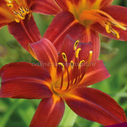 Лилейник гибридный Сэмми Рассел 1шт