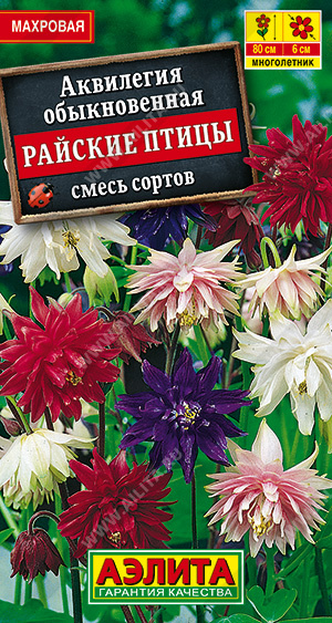 Аквилегия Райские птицы, смесь окрасок "Аэлита"