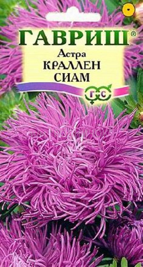 Астра Краллен Сиам, лиловая, коготковая, 0,3г