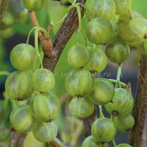 Смородина черная Изумрудное ожерелье 1шт