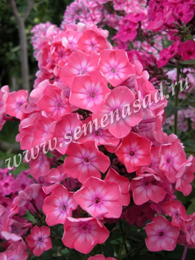 Флокс метельчатый Илларион