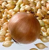 Лук-севок Геркулес 1 кг (2023г)