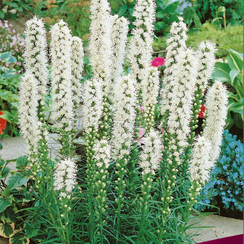 Лиатрис колосковый Альба 1шт