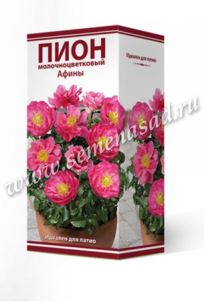 Пион молочноцветковый Афины 1шт