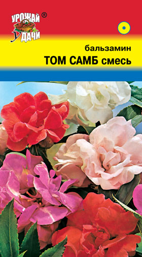 Бальзамин Том Самб, смесь УУ