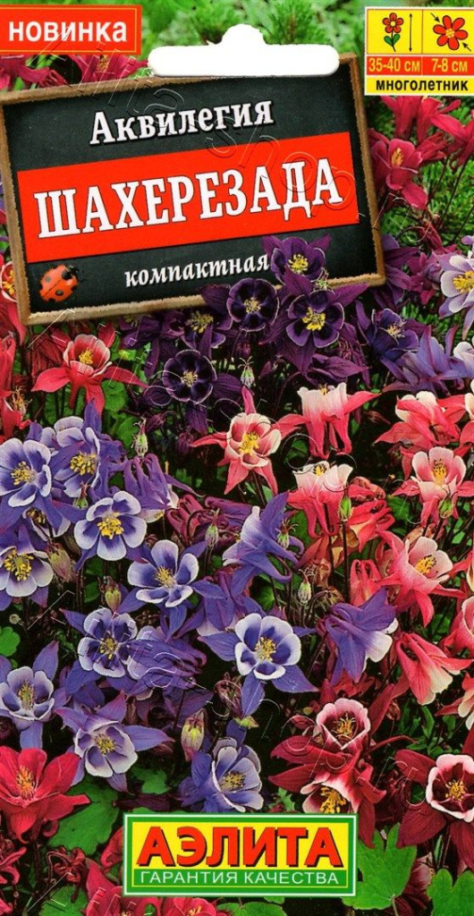 Аквилегия Шахерезада, смесь окрасок "Аэлита"