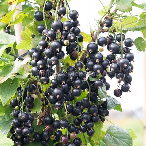 Смородина черная Геркулес (поздний) 1шт