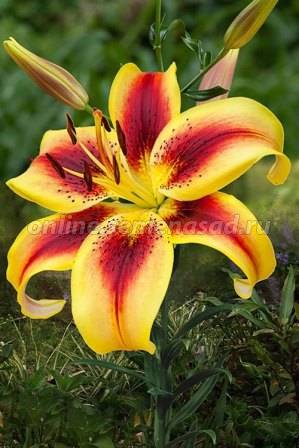 Лилия ОА-Гибрид Вива ла Вида 2шт