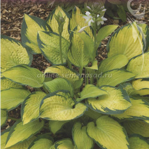 Хоста гибридная Полз Глори 1шт