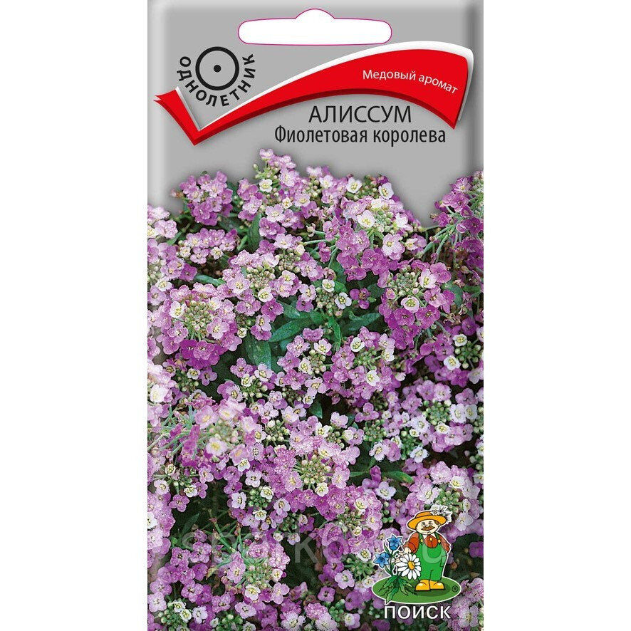 Алиссум Фиолетовая королева 0.3г "Поиск"