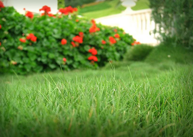 Газонная смесь "Придорожная"