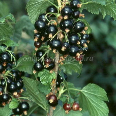 Смородина черная Перун 1шт