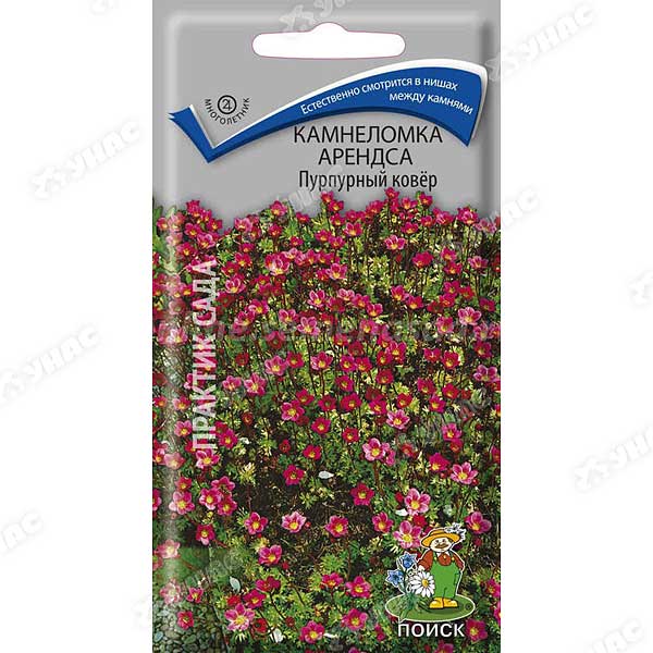 Камнеломка Арендса Пурпурный ковёр 0,01г "Поиск"