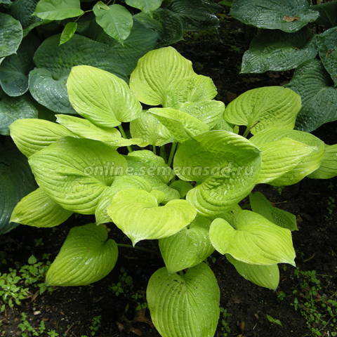 Хоста гибридная Банана Кид 1шт