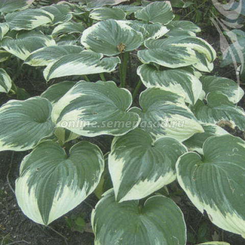 Хоста гибридная Роберт Фрост 1шт