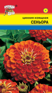 Цинния изящная Сеньора  УУ