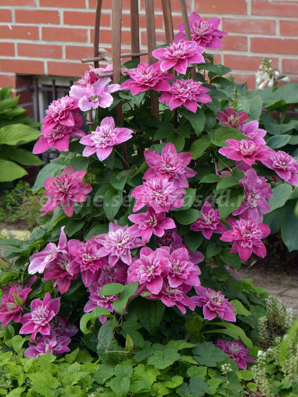 Клематис крупноцветковый Май Дарлинг 1шт